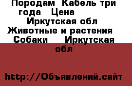 Породам. Кабель три года › Цена ­ 1 000 - Иркутская обл. Животные и растения » Собаки   . Иркутская обл.